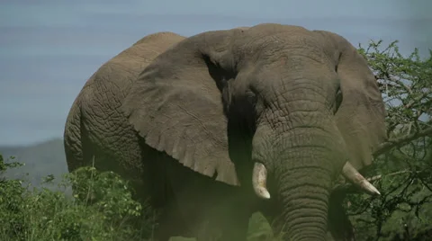 African Elephant Stock Footage 27873167