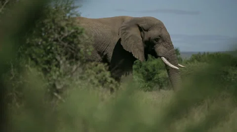 African Elephant Stock Footage 27905603