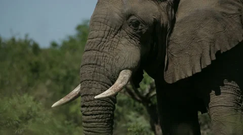 African Elephant Stock Footage 27972586