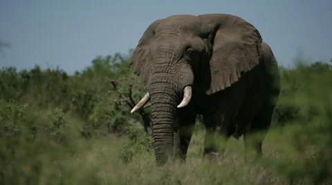 African Elephant Stock Footage 27975710
