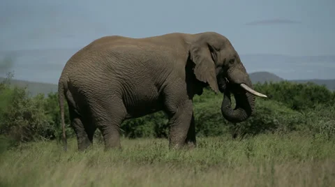 African Elephant Stock Footage 27980514