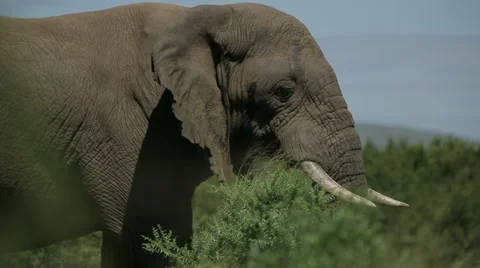 African Elephant Stock Footage 28011366