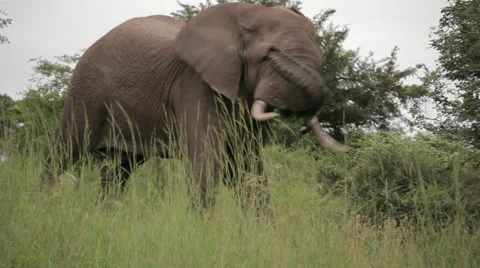 African Elephant Stock Footage 28011475