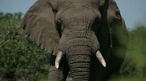African Elephant Stock Footage 28131017