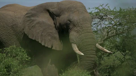African Elephant Stock Footage 28131408