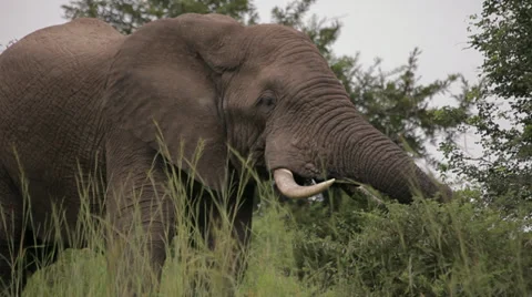 African Elephant Stock Footage 28145633