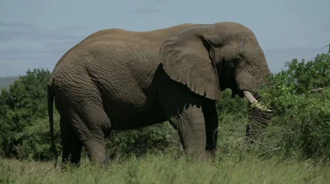 African Elephant Stock Footage 28146661