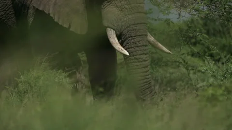 African Elephant Stock Footage 28148963