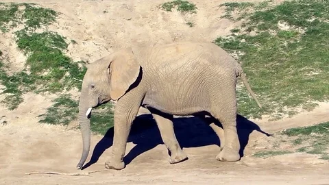 African elephant  스톡 동영상 76732568