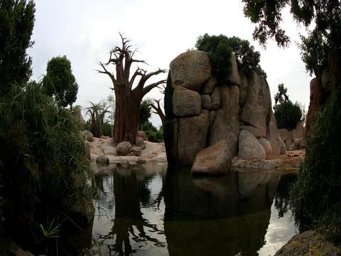 African elephant Stock Footage 80129522