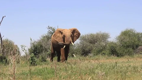 African Elephant Stock Footage 80681092