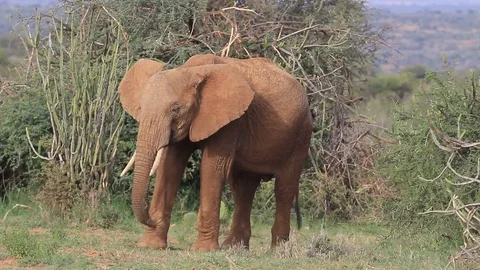 African Elephant Video stock 80681608