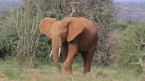 African Elephant Stock Footage 80681728