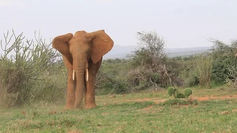 African Elephant Stock Footage 80681829