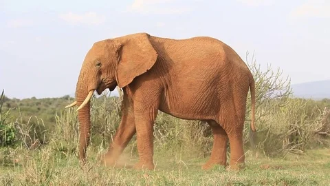 African Elephant Stock Footage 80682039