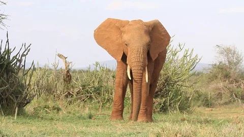 African Elephant Stock Footage 80682460