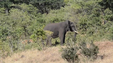 African Elephant  Video stock 91715040