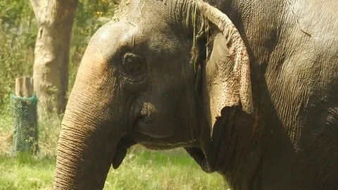 African elephant 스톡 동영상 105901950