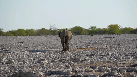 An african elephant Stock-Footage 116478722
