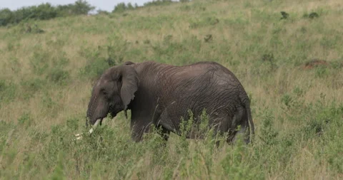 African elephant Stock Footage 138048568