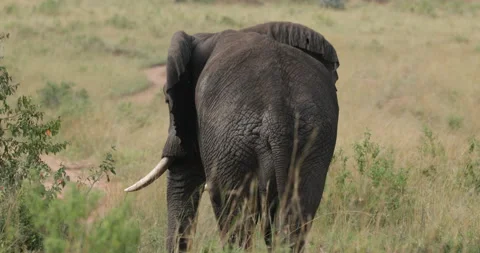 African elephant  Stock Footage 138049942