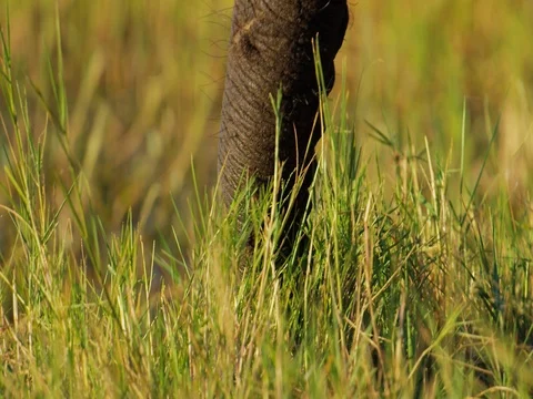 African Elephant foraging tight Stock Footage 72154201