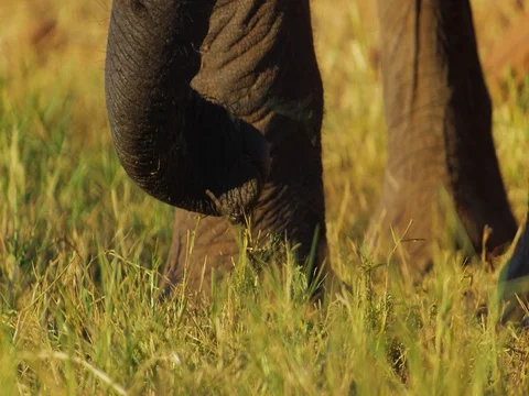African Elephant foraging tight Stock Footage 72191174