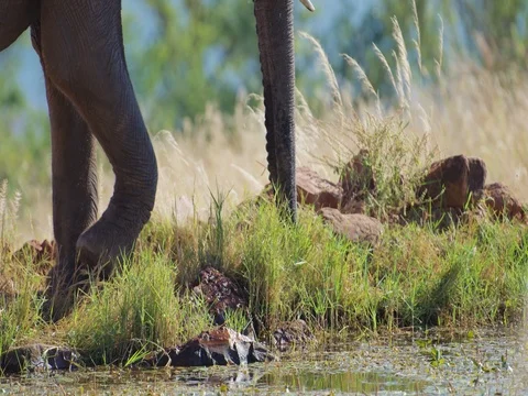 African Elephant foraging - tight on trunk and legs 4k Stock Footage 72154076