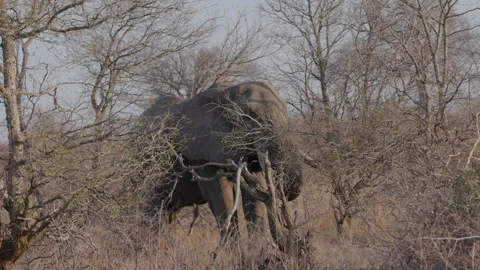 African elephant foraging on tree branches at kruger Stock Footage 302953450