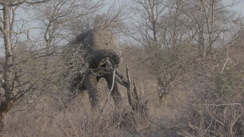 African elephant foraging on tree branches turns towards the camera Stock Footage 303869718