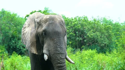 African elephant in a forest Stock Footage 105403370