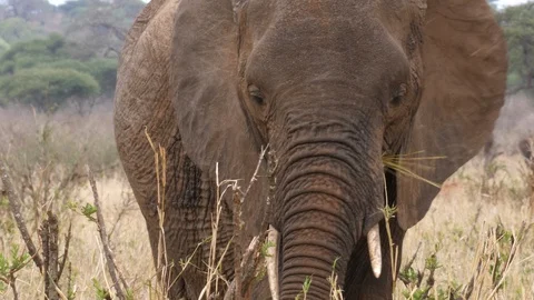 African Elephant in front of the camera Stock Footage 125416802