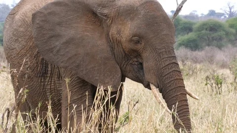 African Elephant in front of the camera Stock Footage 125416836