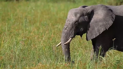 African Elephant gently walking through green grass on safari in South Africa Stock Footage 89700203
