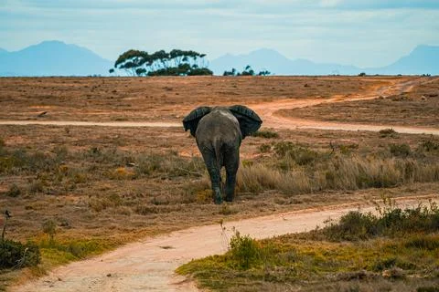 African Elephant in the grass Stock Photos