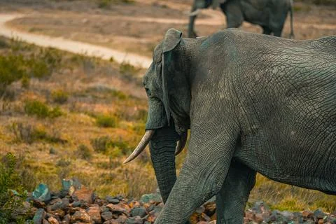 African Elephant in the grass Stock Photos