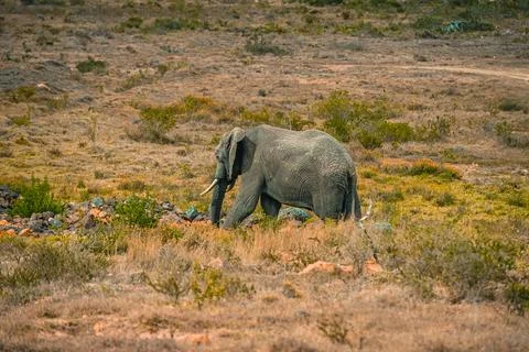 African Elephant in the grass Stock Photos