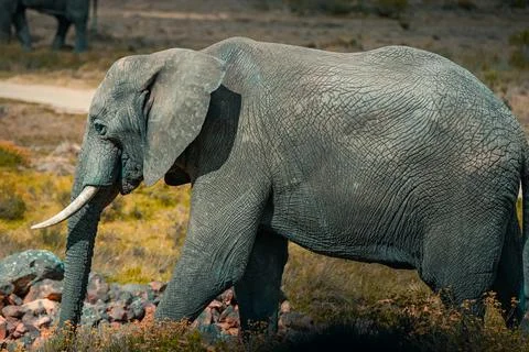 African Elephant in the grass Stock Photos