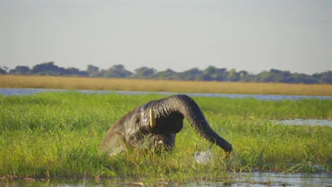 African Elephant Grazing in Chobe River Botswana Stockbeeldmateriaal 338169702
