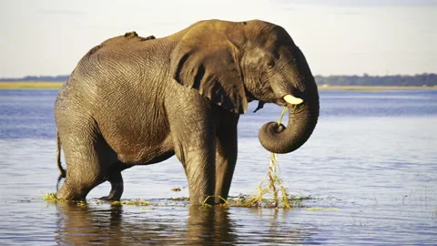 African Elephant Grazing in Chobe River Botswana Video stock 338169732