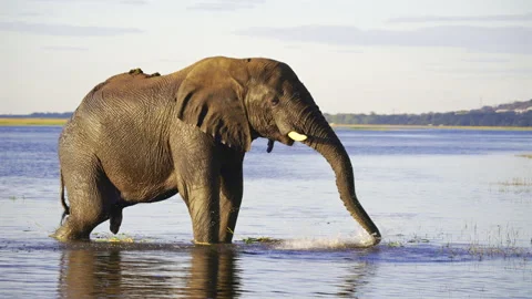 African Elephant Grazing in Chobe River Botswana Stock-Footage 338170290