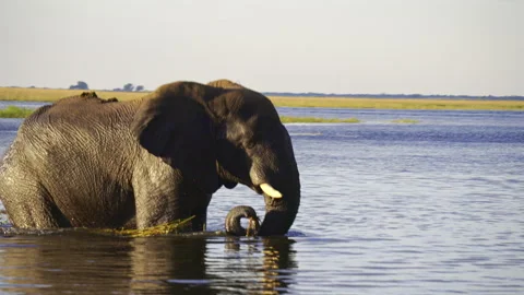 African Elephant Grazing in Chobe River Botswana Stock-Footage 338170302