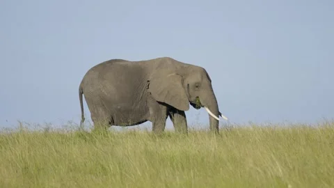 African Elephant Grazing On Grass Stock Footage 289307063