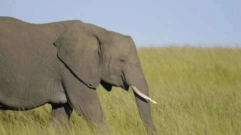 African Elephant Grazing On Grass Stock Footage 289307300