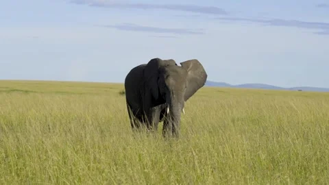 African Elephant Grazing On Grass Stock Footage 289307441