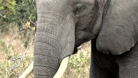 African Elephant Having A Bite To Eat 02 Video stock 83064761