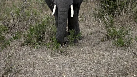 African Elephant Having A Bite To Eat 01 Stock Footage 83065023