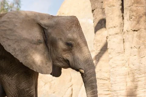 African elephant head with square angular shape Stock Photos