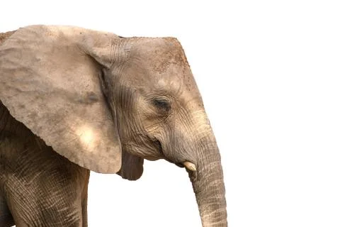 African elephant head with square angular shape. Isolated on white background Stock Photos