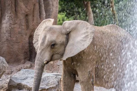 African elephant head with square angular shape Stock Photos